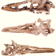 Illustration for article titled Behold Pinocchio Rex -- An Entirely New Breed Of Tyrannosaur